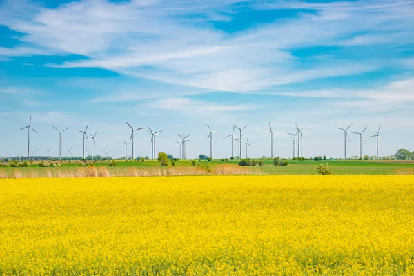 Beautiful Farm Landscape Rasp Yellow Blossom Field Wind Turbines Produce — Stock Photo, Image