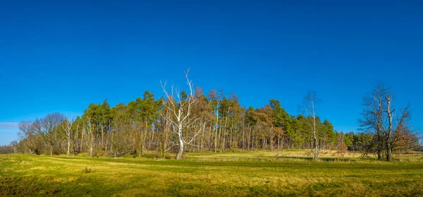 Magisch Panoramisch Uitzicht Loofbos Het Vroege Voorjaar Met Blauwe Lucht — Stockfoto