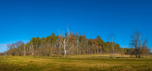 Magisch Panoramisch Uitzicht Loofbos Het Vroege Voorjaar Met Blauwe Lucht — Stockfoto
