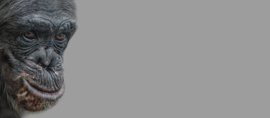 Mutlu bir gülümseyen şempanze portresi olan afiş, yakın plan, kopya alanı ve sağlam arkaplanı olan detaylar. Biyolojik çeşitliliği, hayvan bakımını, refahı ve vahşi yaşamı kapsar