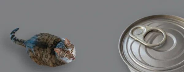 Баннер Портретом Толстой Милой Домашней Кошки Просящей Еды Металлической Банкой — стоковое фото