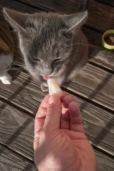 Retrato Gato Doméstico Hembra Azul Ruso Comiendo Trozo Pescado Fresco — Foto de Stock