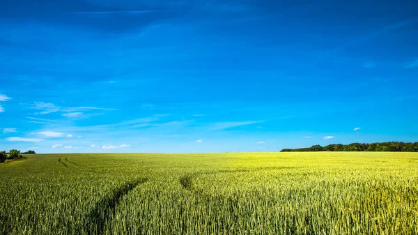 Panoramiczny Widok Piękny Krajobraz Rolniczy Upraw Pszenicy Późną Wiosną Głębokim — Zdjęcie stockowe