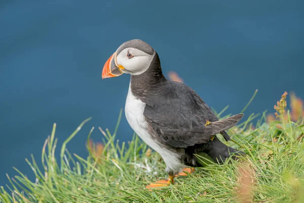 Rookery North Atlantic Puffins Faroe Island Mykines Late Summer Time — Stock Photo, Image