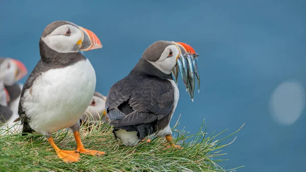 North Atlantic Puffin Herring Fish Its Beak Faroe Island Mykines — Stock Photo, Image