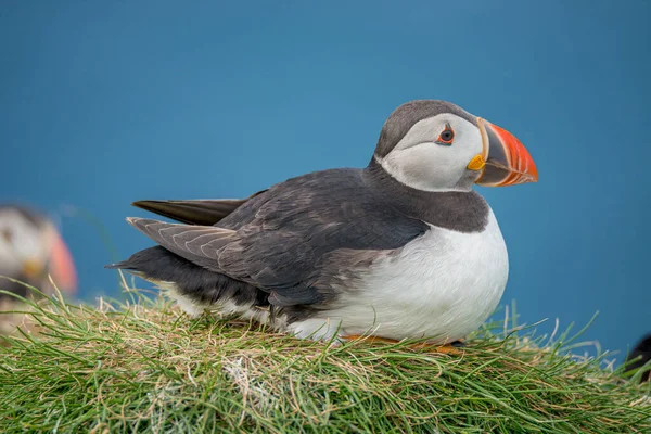 Rookery North Atlantic Puffins Faroe Island Mykines Koniec Lata Zbliżenie — Zdjęcie stockowe