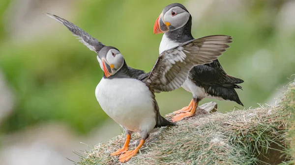 Rookkerij Van Noord Atlantische Papegaaiduikers Faeröer Eiland Mykines Late Zomer — Stockfoto