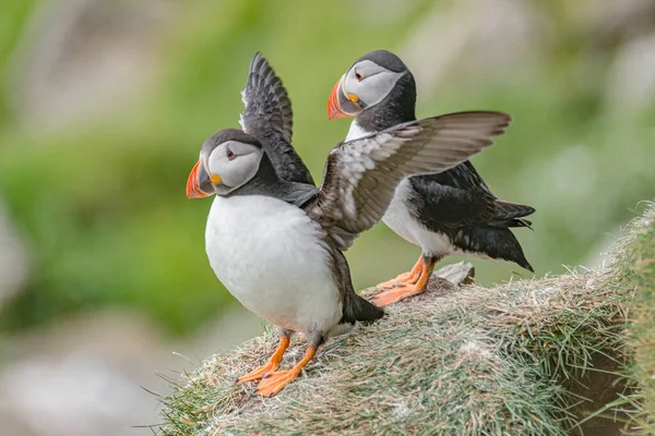 Rookery of North Atlantic puffins at Faroe island Mykines, late summer time, closeup