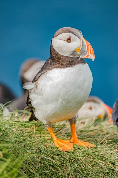 Rookery North Atlantic Puffins Faroe Island Mykines Koniec Lata Zbliżenie — Zdjęcie stockowe