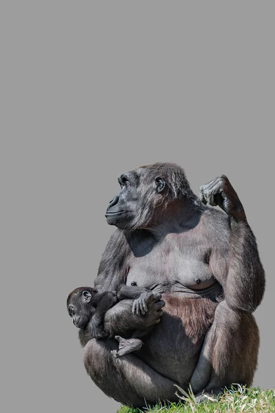 Portada Con Retrato Del Poderoso Gorila Africano Guardia Con Bebé — Foto de Stock