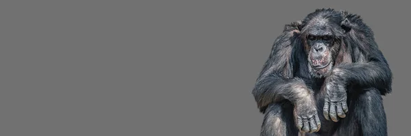 Banner Portrait Tired Bored Chimpanzee Closeup Details Copy Space Solid — Stock Photo, Image