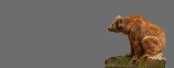 Banner with big brown bear lonely sitting at rock at solid grey background with copy space for text, closeup, details. Concept of wildlife biodiversity, animal welfare, sustainability and conservation