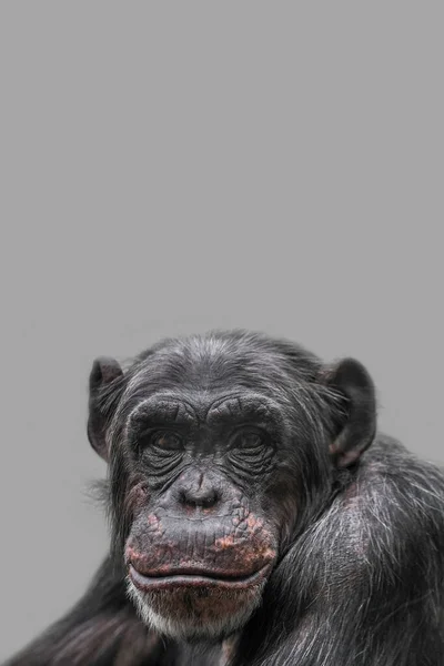 Cover Page Portrait Happy Smiling Chimpanzee Closeup Details Copy Space — Stock Photo, Image