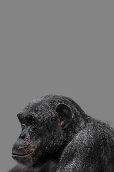 Strona Okładki Portretem Szczęśliwego Uśmiechniętego Szympansa Zbliżenie Szczegóły Przestrzenią Kopiowania — Zdjęcie stockowe