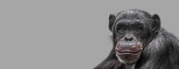 幸せな笑顔チンパンジーの肖像画 クローズアップ コピースペースとしっかりとした背景を持つバナー コンセプト生物多様性 動物保護と福祉と野生生物保護 — ストック写真