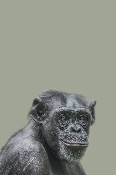 Cover Page Portrait Happy Adult Chimpanzee Smiling Thinking Closeup Details — Stock Photo, Image