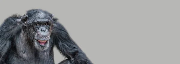 Mutlu Yetişkin Bir Şempanzenin Portresi Olan Afiş Gülümseyen Düşünen Yakın — Stok fotoğraf