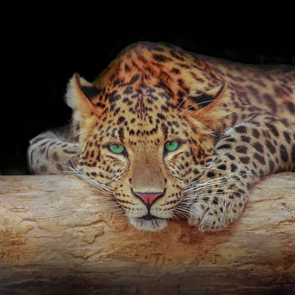 Leopardo Africano Descansando Árbol Oscuridad Con Fondo Negro Sólido Con —  Fotos de Stock