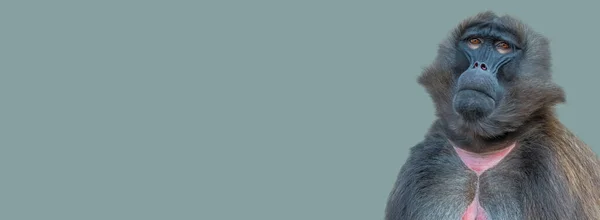 Banner Com Retrato Frontal Babuíno Africano Sentado Calmamente Olhando Para — Fotografia de Stock