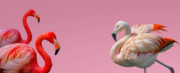 Banner Beautiful Red Rosy Flamingos Isolated Gradient Pink Background Copy — Stock Photo, Image