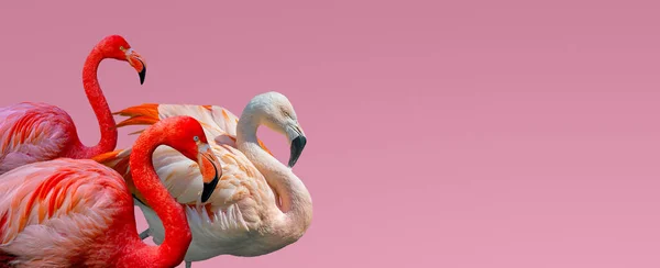 Banner Beautiful Red Rosy Flamingos Isolated Gradient Pink Background Copy — Stock Photo, Image