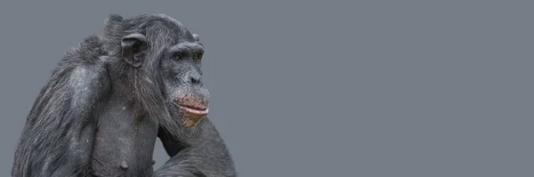 Баннер Портретом Шимпанзе Крупным Планом Копировальным Пространством Солидным Фоном Концепция — стоковое фото
