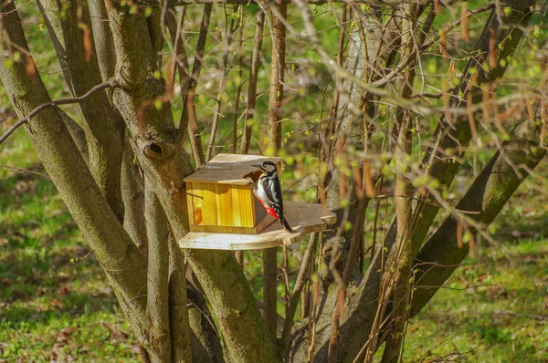 Woodpecker is stealing food from bird feeder, closeup, details