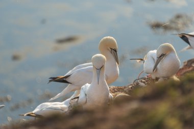 Vahşi geçirme gannets, adanın Helgoland, Almanya, yaz saati