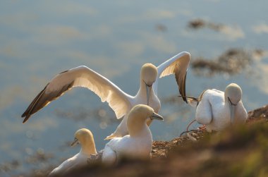 Vahşi geçirme gannets, adanın Helgoland, Almanya, yaz saati