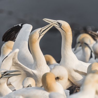 Vahşi geçirme gannets, adanın Helgoland, Almanya, yaz saati