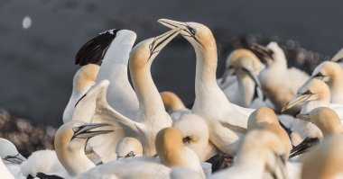 Vahşi geçirme gannets, adanın Helgoland, Almanya, yaz saati