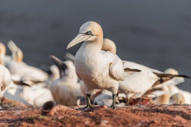 Vahşi geçirme gannets, adanın Helgoland, Almanya, yaz saati