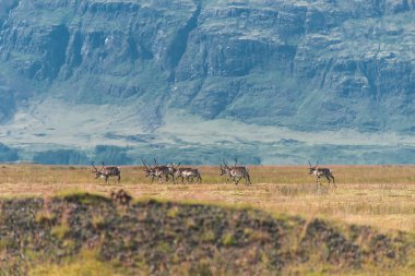 İzlanda üzerinde yaz anda vahşi reindeers