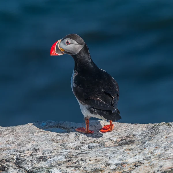 IJslandse papegaaiduikers op afgelegen eilanden, IJsland — Stockfoto