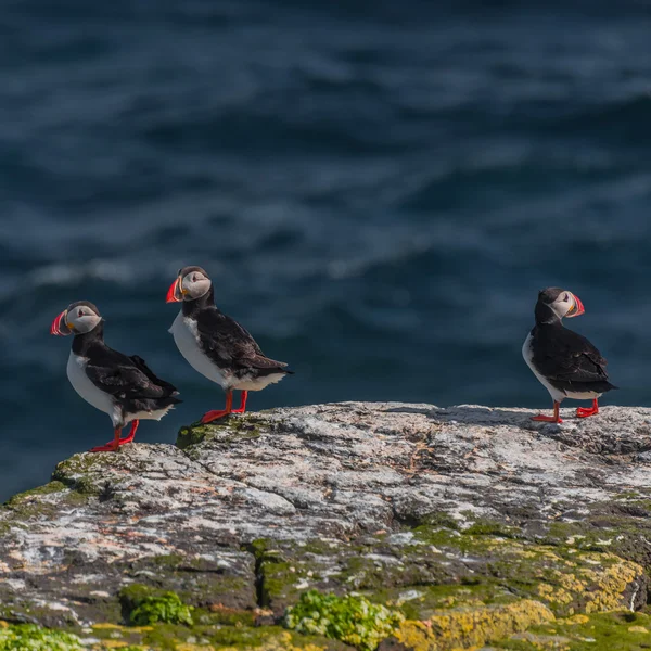 Isländische Papageitaucher auf abgelegenen Inseln, Island — Stockfoto