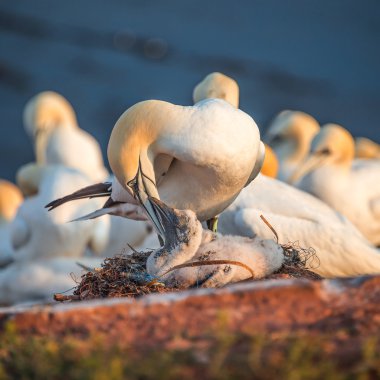Koloni gannets Helgoland adasında Kuzey Denizi, Almanya