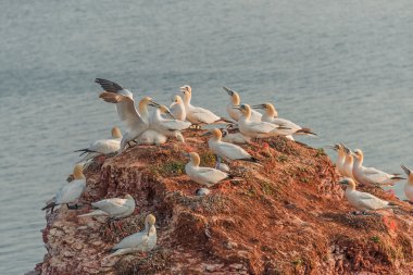 Koloni gannets Helgoland adasında Kuzey Denizi, Almanya