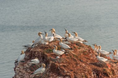 Koloni gannets Helgoland adasında Kuzey Denizi, Almanya