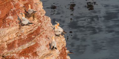 Koloni gannets Helgoland adasında Kuzey Denizi, Almanya