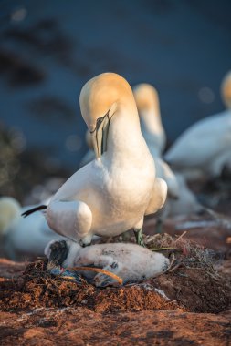 Koloni gannets Helgoland adasında Kuzey Denizi, Almanya