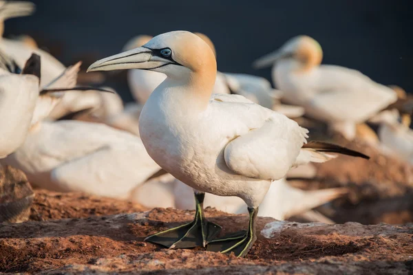 Basstölpel-Kolonie auf der Nordseeinsel Helgoland — Stockfoto