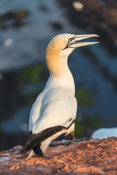 Colony of gannets at Helgoland island in North Sea, Germany