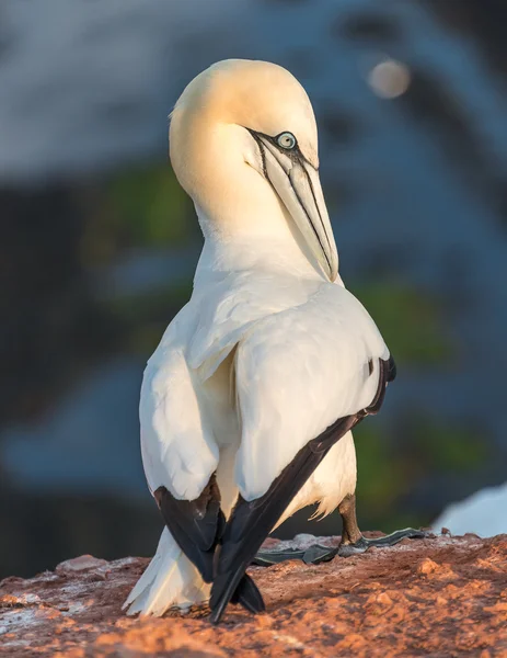 Basstölpel-Kolonie auf der Nordseeinsel Helgoland — Stockfoto