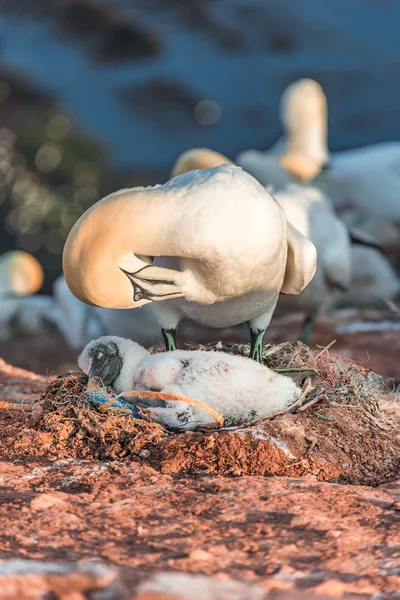 북 해, G에서에서 헬 고 랜드 섬에서 그것의 병아리와 가넷 어머니 — 스톡 사진