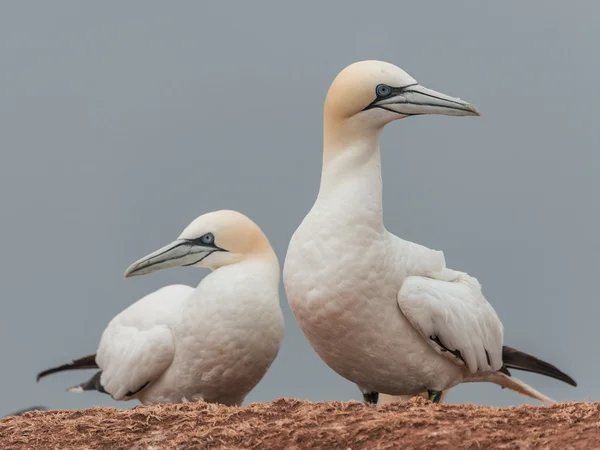 Beaux frelons sur l'île solitaire d'Helgoland en Mer du Nord de — Photo