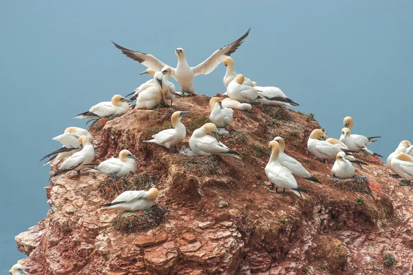 Gyönyörű gannets, a magányos sziget Helgoland az Északi-tengeren — Stock Fotó