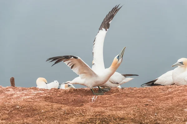 Schöne Basstölpel auf der einsamen Insel Helgoland in der Nordsee von — Stockfoto