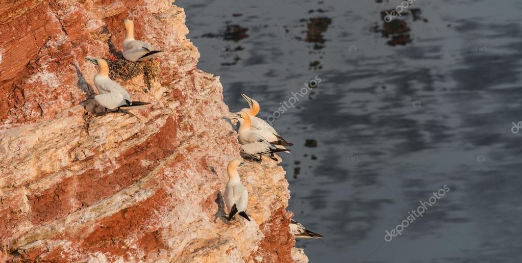ドイツの北海のヘルゴラント島カツオドリのコロニー ストック写真 C Neurobite