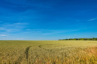 Altın günbatımında yaz: çiftlik alanı, muhteşem doğa, Almanya