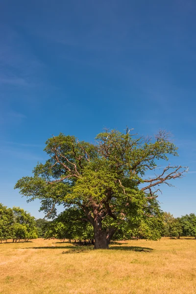 Lonely Drzewo i jak krajobraz sawanny, wspaniały charakter w Germa — Zdjęcie stockowe